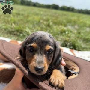 Cooper, Dachshund Puppy